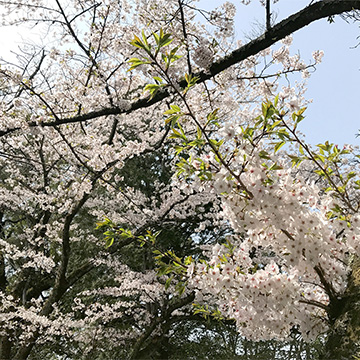 京都 石清水八幡宮