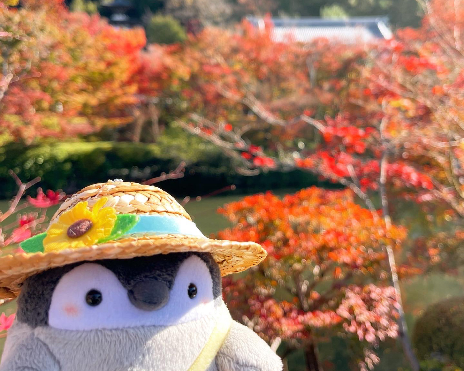 おでかけin永観堂